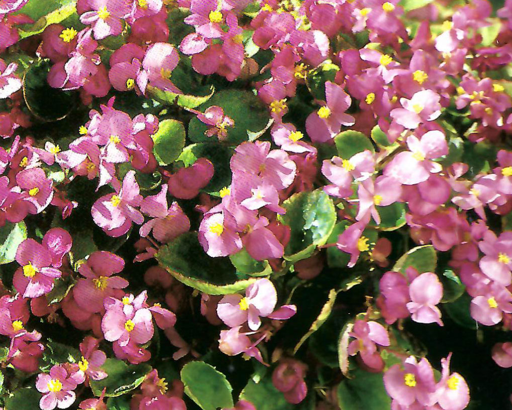 B. ‘Tausendschoen Rose’